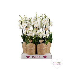 Phalaenopsis wit meer takken