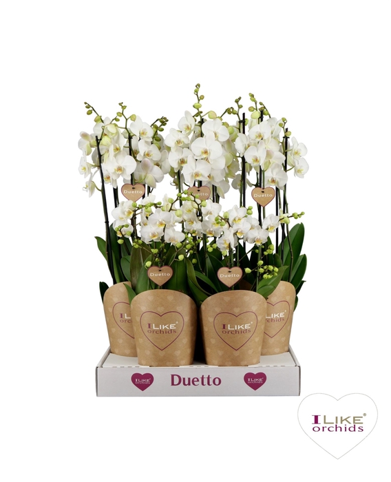 <h4>Phalaenopsis wit meer takken</h4>