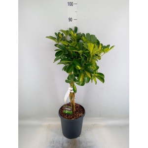 Schefflera arbor. 'Gold Capella'
