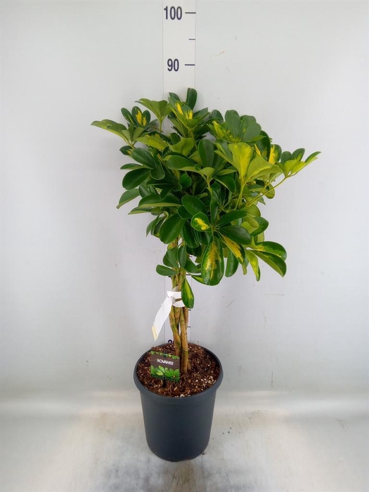 <h4>Schefflera arbor. 'Gold Capella'</h4>