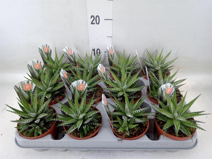 <h4>Haworthia fasciata 'Big Band'</h4>