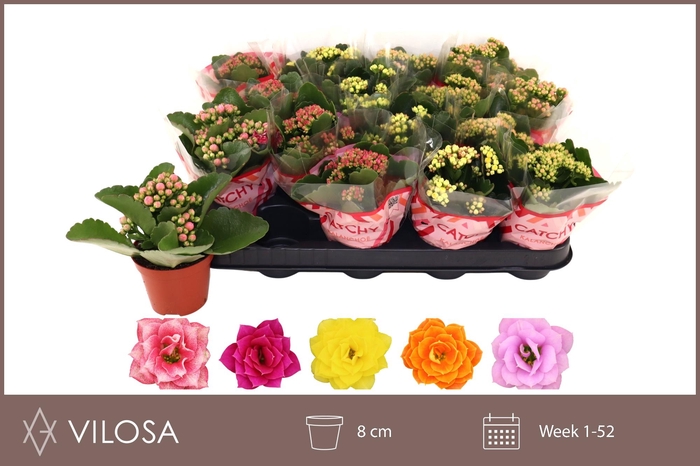 <h4>KAL GE GEM 5 KL</h4>