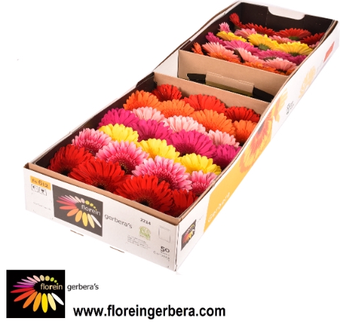 <h4>Gerbera Mix Doos</h4>