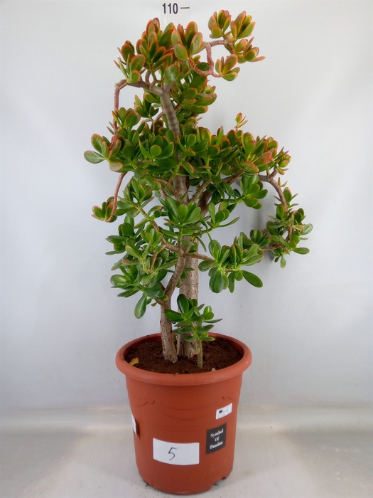 <h4>Crassula ovata 'Sunset'</h4>