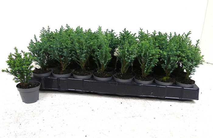 <h4>CHAM L ELLWOODII</h4>