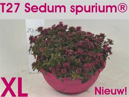 arr8 Sedum Spu Spot D Ros