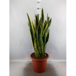 Sansevieria trifa. 'Laurentii'