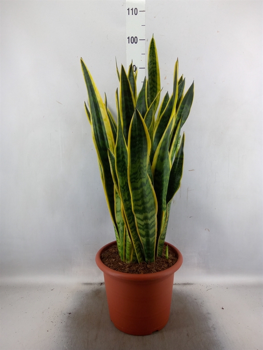 <h4>Sansevieria trifa. 'Laurentii'</h4>