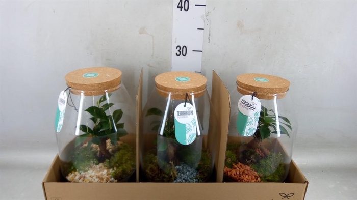 <h4>Arr.    Planten  H%</h4>