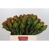 Leucadendron Laurel Yellow