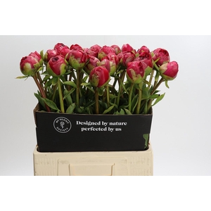 Paeonia Command Performance