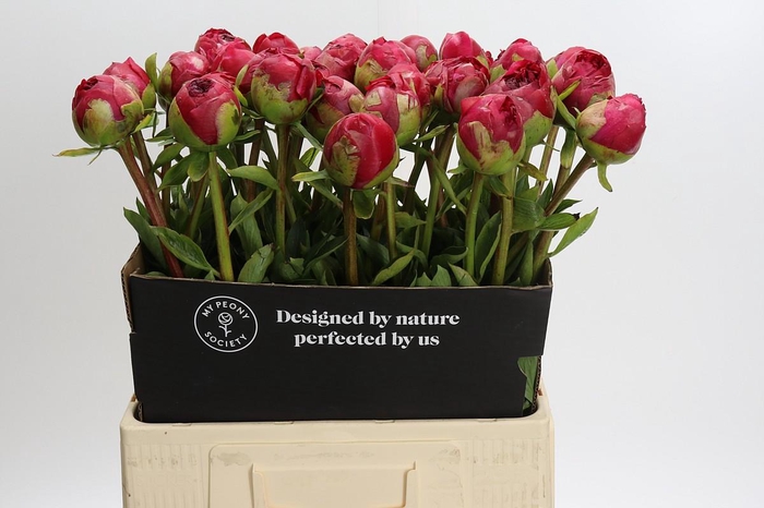 Paeonia Command Performance