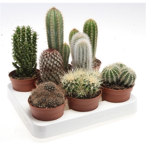 Cactus mix