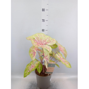 Caladium   ...