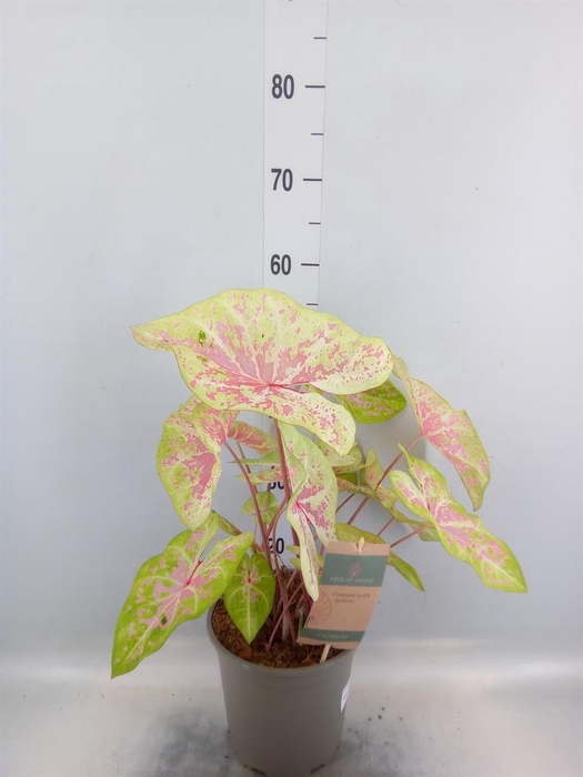 <h4>Caladium   ...</h4>