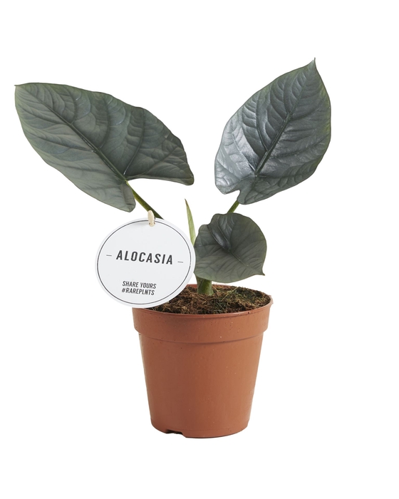 Alocasia