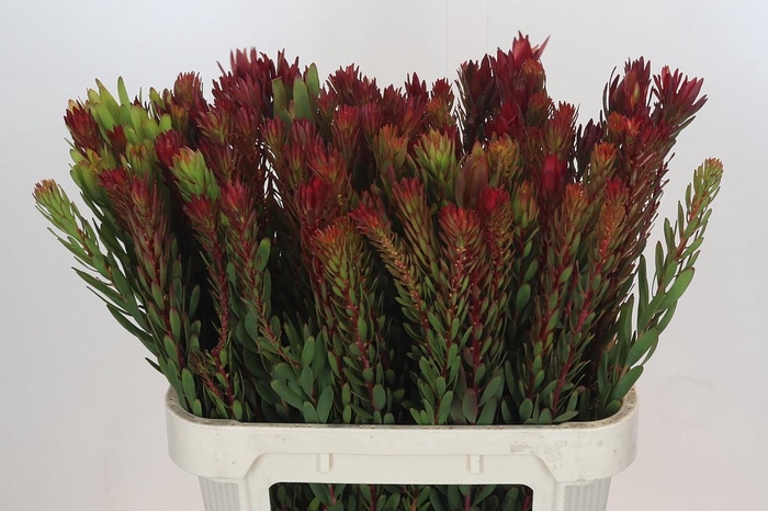 <h4>Leucadendron Safari Sunset</h4>