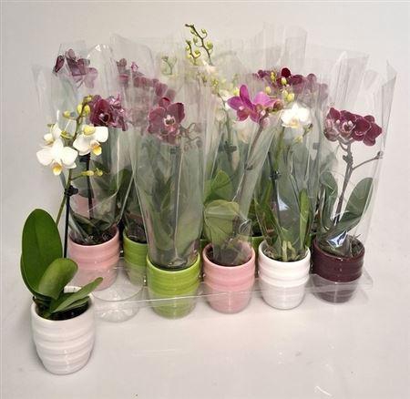 <h4>**phal Mini 1 Br 6+ In Keramiek * Autumn Promo *</h4>