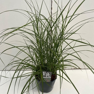Graminées Miscanthus 'Flamingo'