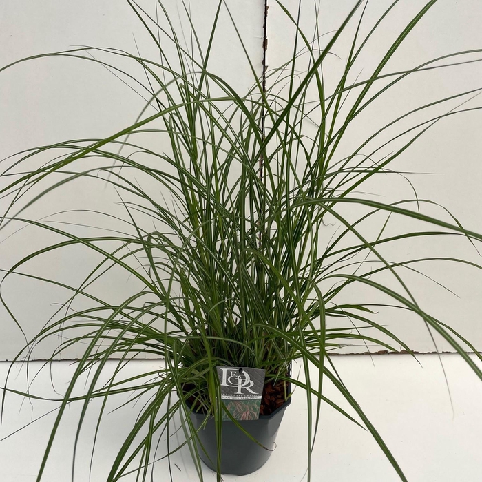 <h4>Graminées Miscanthus 'Flamingo'</h4>