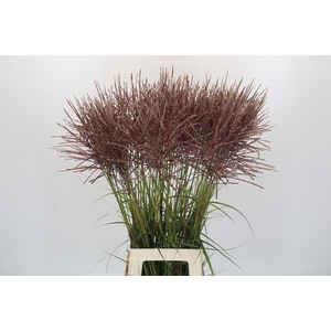 Miscanthus Rotfeder