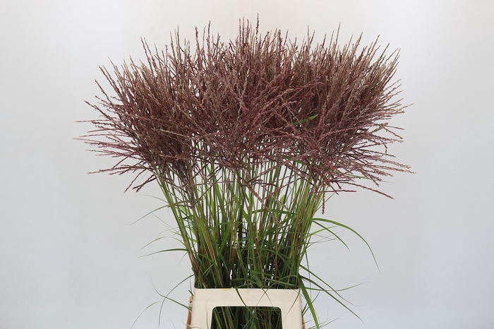 Miscanthus Rotfeder