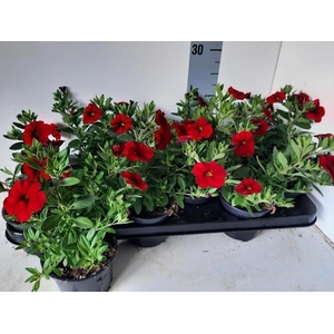 CALIB MINIF ORAN RED