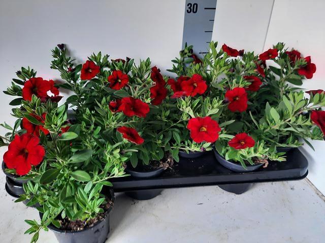 <h4>CALIB MINIF ORAN RED</h4>