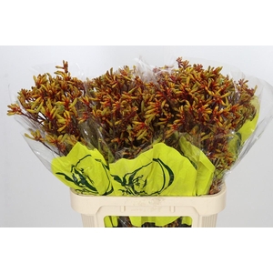 Anigozanthos Orange Velvet