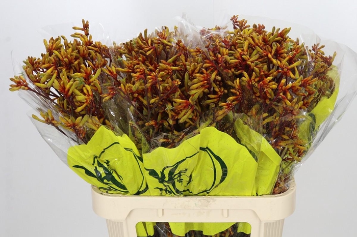 <h4>Anigozanthos Orange Velvet</h4>