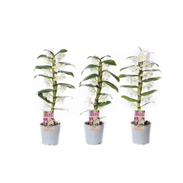 <h4>Dendrobium Nobilé, Apollon 1-tak kort</h4>