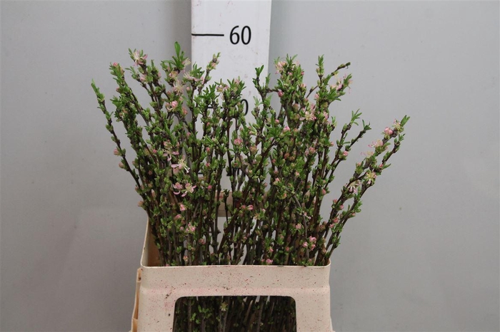 <h4>Prunus Comet</h4>