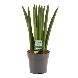 Sansevieria Cylindrica 12 cm Straight