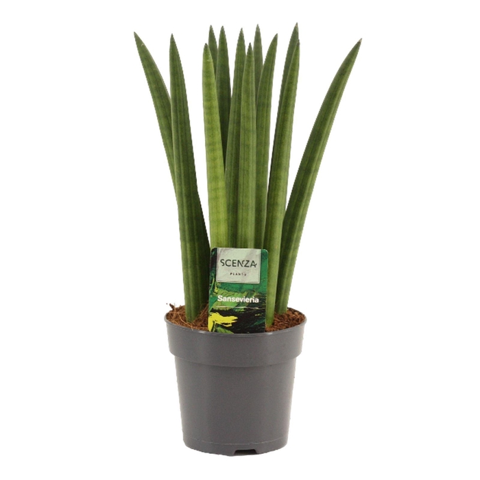 <h4>Sansevieria Cylindrica 12 cm Straight</h4>
