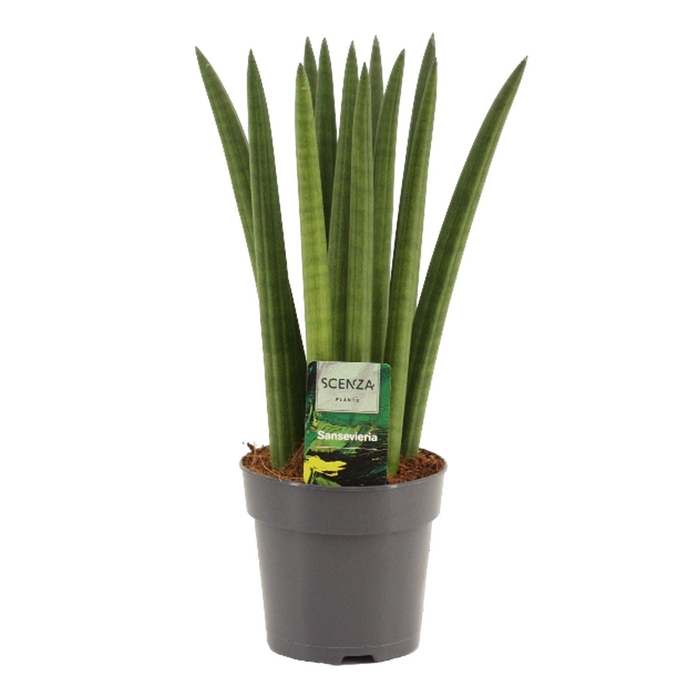 <h4>Sansevieria Cylindrica 12 cm Straight</h4>