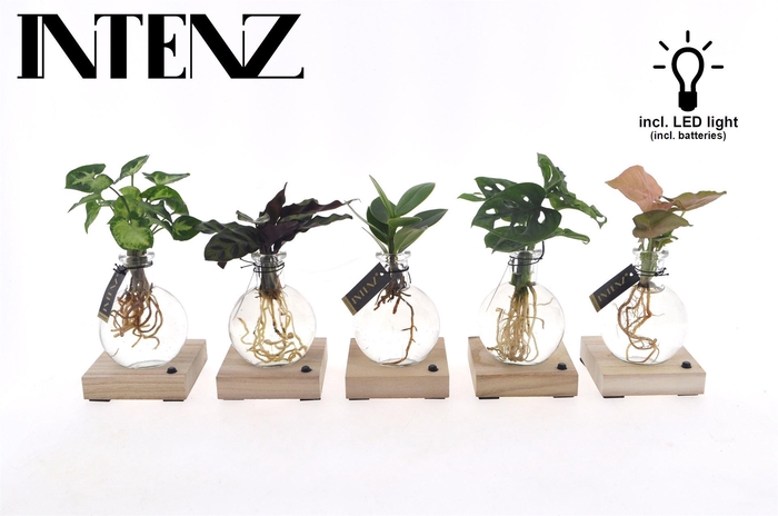 <h4>Planten  ..mix</h4>