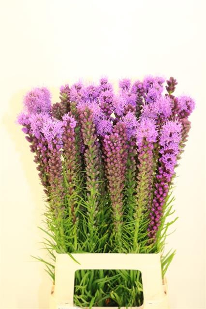 <h4>LIATRIS CALLILEPIS</h4>