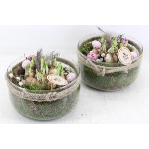 arr4 Narcis PL - Glas bose x3