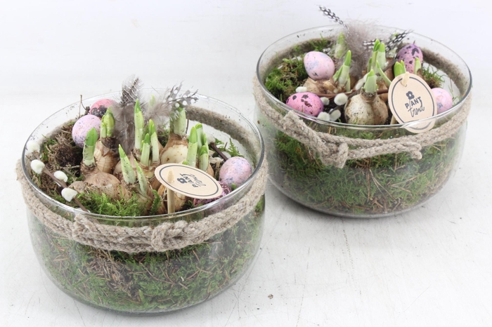 <h4>arr4 Narcis PL - Glas bose x3</h4>