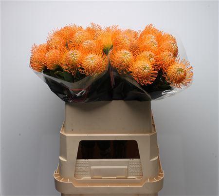 <h4>Leuco Soleil</h4>