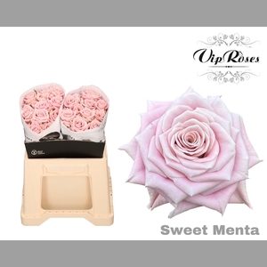 R KL SWEET MENTA x20
