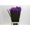 Liatris Callilepis