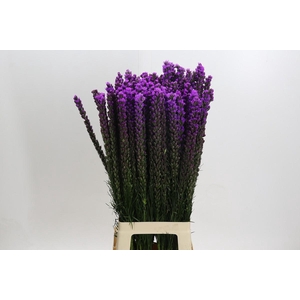 Liatris Callilepis
