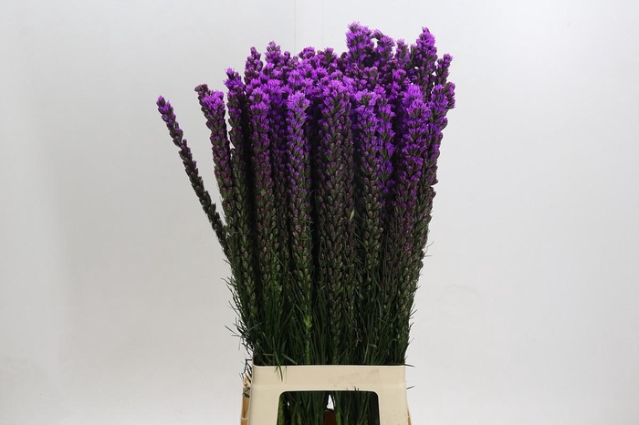 <h4>Liatris Callilepis</h4>
