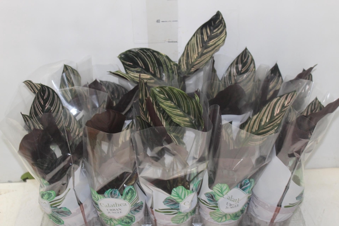 <h4>CALATHEA ORNATA P12</h4>