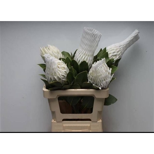 Protea cynaroides Arctic Ice