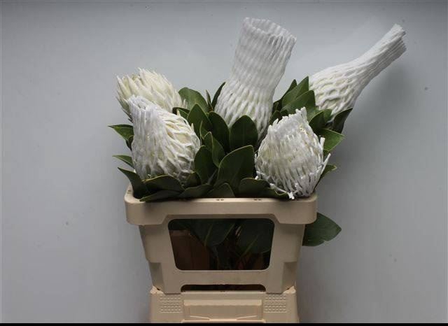 <h4>Protea cynaroides Arctic Ice</h4>