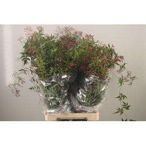 Jasmijnranken Per Bunch