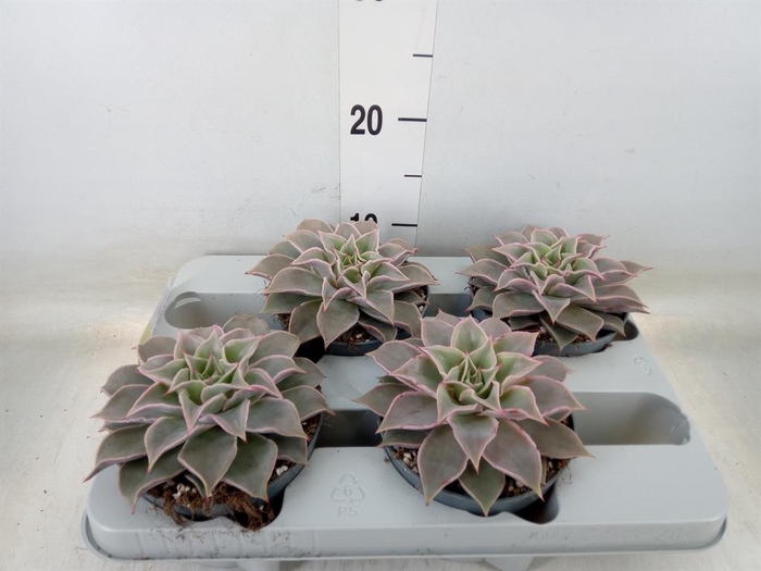 <h4>Echeveria   ...</h4>