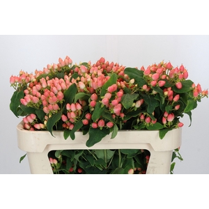 Hypericum Magical Innocence